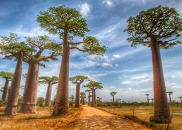 Baobabi