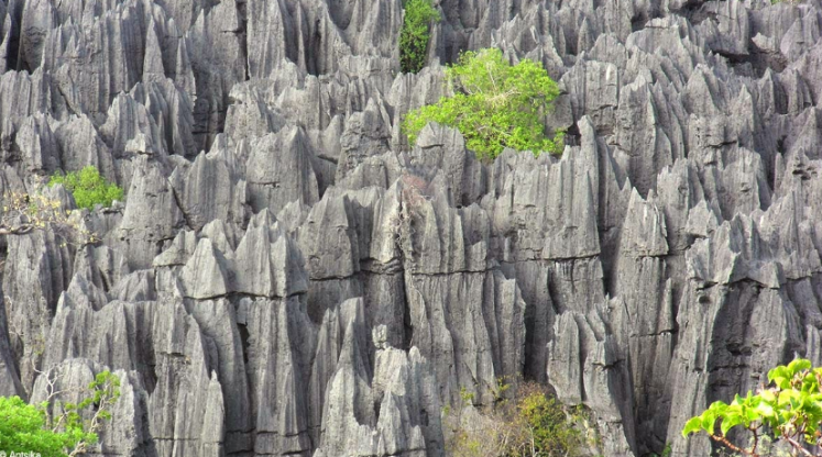 Padurea de piatra Madagascar