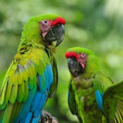 Costa Rica, papagali